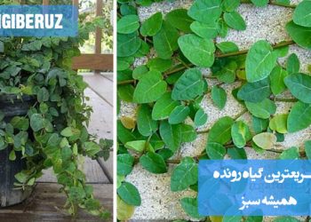 سریعترین گیاهان رونده همیشه سبز برای پوشش دیوار و فضای سبز با رشد سریع و نگهداری آسان