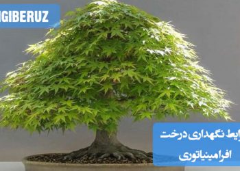 راهنمای نگهداری افرا مینیاتوری: نور ملایم، آبیاری منظم، خاک اسیدی و زهکشی مناسب برای رشد سالم و زیبایی ماندگار