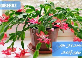 آشنایی با بهترین گلهای بهاری آپارتمانی: معرفی گونهها، شرایط نگهداری و زیباییهای فصلی در خانه