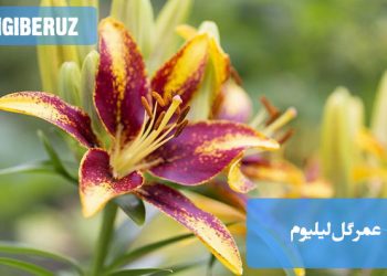 عمر گل لیلیوم در گلدان و باغچه چقدر است و چگونه می‌توان ماندگاری آن را افزایش داد؟