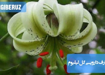 خواص دارویی و کاربردهای گل لیلیوم: ضد التهاب، ضد درد، ضد باکتری و قارچ؛ تسکین زخم، بهبود پوست و آرامبخشی ذهن