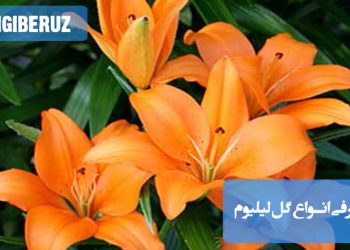معرفی انواع گل لیلیوم: آسیایی، شرقی، شیپوری، ترومپت و گونه‌های محبوب با ویژگی‌ها و زمان گلدهی متفاوت