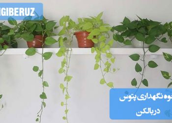 راهنمای کامل نگهداری پتوس در بالکن: نور، آبیاری، دما و نکات مهم برای رشد سالم و شاداب گیاه