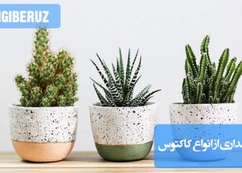 راهنمای جامع نگهداری کاکتوس: نور، آبیاری، دما، خاک مناسب و نکات مهم برای رشد سالم و گلدهی گیاهان مقاوم و زیبا