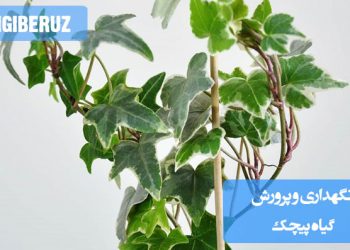 راهنمای کامل نگهداری و پرورش گیاه پیچک برای رشد سالم و پوشش سبز در فضای داخلی و خارجی
