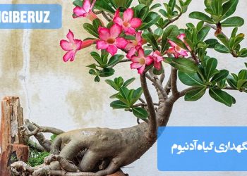 راهنمای کامل نگهداری گل آدنیوم: نور، آبیاری مناسب، دما، خاک و کوددهی برای رشد و گلدهی بهینه گیاه