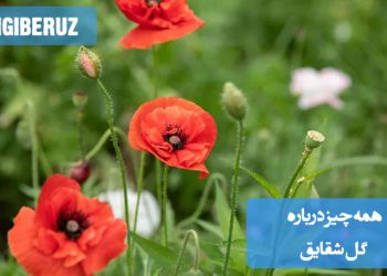 همهچیز درباره گل شقایق: خواص درمانی، روش نگهداری و کاربردهای زیبایی و دارویی آن