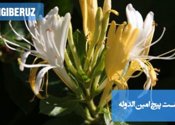 راهنمای کامل کاشت و نگهداری پیچ امینالدوله: نکات مهم برای رشد سریع، آبیاری و مراقبتهای ضروری گل زیبا و خوشبو