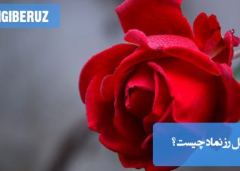 معانی و نمادهای گل رز در فرهنگها: عشق، دوستی، پاکی و پیامهای پنهان رنگهای مختلف آن