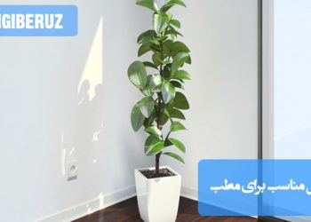 بهترین گل‌ها و گیاهان مناسب برای مطب: انتخاب گونه‌های مقاوم، زیبا و آرامش‌بخش برای فضای درمانی و اداری