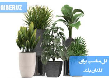 بهترین گلها برای گلدانهای بلند: انتخاب گونهها و نکات مهم برای زیبایی و تناسب در دکوراسیون داخلی و فضای باز