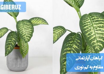 معرفی گیاهان آپارتمانی مقاوم به کم‌نوری: انتخاب بهترین گونه‌ها برای فضاهای کم‌نور و نگهداری آسان در خانه