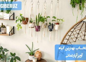گیاهان آویز سریع الرشد: پتوس، سینگونیوم و فیلودندرون برای دکور سریع