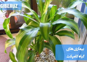 ناسایی و درمان رایجترین بیماریها و آفات گیاه کامپکت برای حفظ سلامت و رشد بهتر گیاه