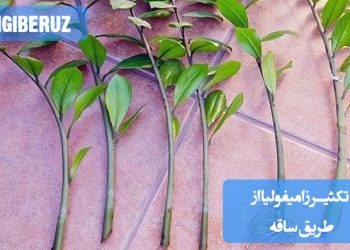 کثیر زامیفولیا از طریق قلمه ساقه و انتقال آن به آب یا خاک برای ریشهزایی و پرورش گیاه جدید در منزل
