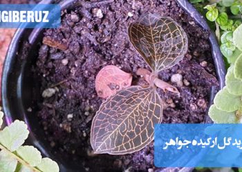 "خرید گل ارکیده جواهر با رنگ‌های متنوع و شگفت‌انگیز، مناسب برای هدیه و دکوراسیون."