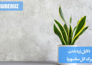 بررسی دلایل زرد شدن برگ‌های گیاه سانسوریا مانند آبیاری زیاد، نور نامناسب، آفات و مشکلات ریشه در نگهداری آپارتمانی