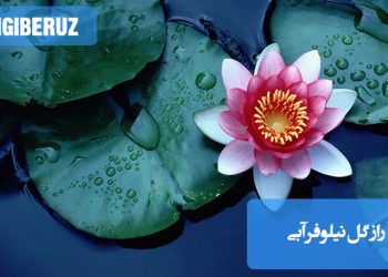 رازهای رشد و نگهداری گل نیلوفر آبی؛ شرایط ایده‌آل، نور، دما و روش‌های تکثیر این گیاه زیبا
