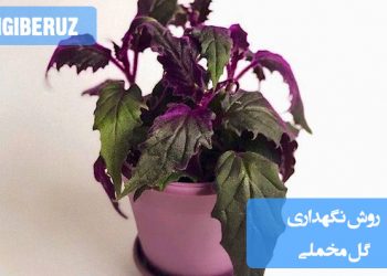 "راهنمای کامل نگهداری گل مخملی با نکات مهم برای رشد بهتر و حفظ شادابی در خانه."