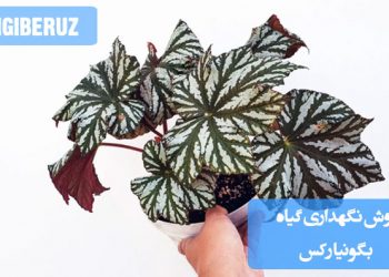 روشهای اصولی نگهداری گیاه بگونیا رکس برای رشد سالم و برگهای زیبا