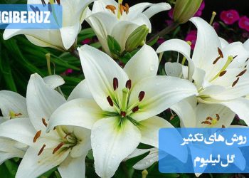 تکثیر گل سوسن (لیلیوم) از طریق پیاز، تقسیم بوته و کشت بذر در خاک سبک