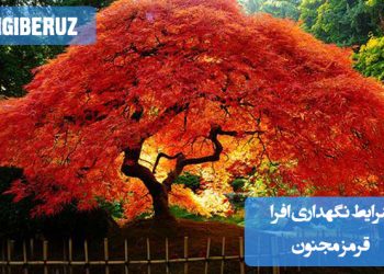 درخت افرا قرمز مجنون (Acer palmatum dissectum) با برگهای نازک قرمز در فضای باز با نور فیلتر شده