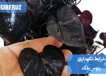 نگهداری پتوس بلک: نور متوسط، آبیاری پس از خشک شدن سطح خاک و رطوبت معمولی محیط"