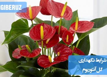 شرایط ایدهآل نگهداری گل آنتوریوم برای رشد سالم و گلدهی مداوم