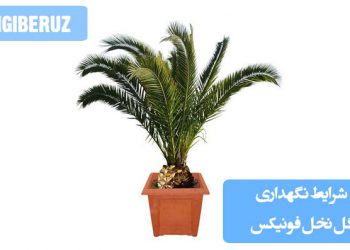 نگهداری نخل فونیکس: نور زیاد، آبیاری منظم و خاک زهکشی شده برای رشد بهینه