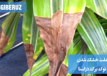 دلایل خشک شدن نوک برگهای دراسنا و راهکارهای پیشگیری و درمان آن