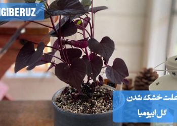 "دلایل خشک شدن گل ایپومیا شامل کمآبی، نور زیاد و شرایط نامناسب محیطی."