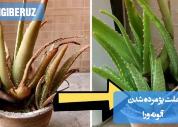 علت پژمرده شدن آلوئه ورا و روشهای پیشگیری برای حفظ سلامت گیاه در خانه