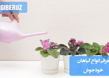 "معرفی انواع گیاهان خودجوش که بدون کاشت رشد میکنند و زیبایی طبیعی به محیط میبخشند."