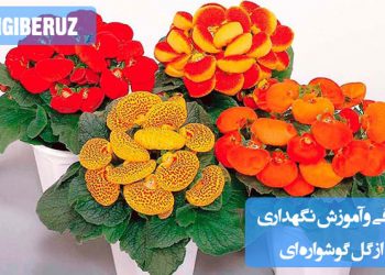 روش‌های نگهداری و شرایط ایده‌آل برای پرورش گل گوشواره‌ای با معرفی نکات مهم آبیاری، نور و خاک مناسب