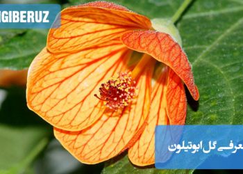 "گل ابوتیلون با رنگ‌های جذاب و نگهداری راحت برای زیبایی خونه و آپارتمان."