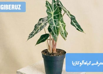 "معرفی گیاه آلوکازیا با برگ‌های پهن و زیبا، مناسب برای نگهداری در فضای آپارتمانی."