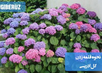 نحوه قلمه زدن گل ادریسی: مراحل ساده برای تکثیر موفق و رشد سالم گیاه در خانه