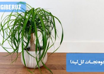 "روشهای نجات گل لیندا از پژمردگی و مشکلات با مراقبت درست و آبیاری به موقع."