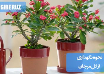 گل مرجان با گلهای قرمز و برگ سبز در گلدان، مناسب نگهداری در خانه با نور زیاد و آبیاری کم
