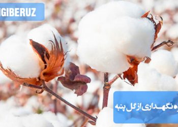 "راهنمای نگهداری گل پنبه با آبیاری مناسب، نور کافی و مراقبتهای لازم برای رشد سالم."