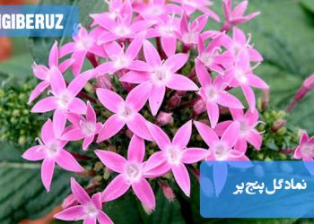 گل پنجپر (پنتاس) نماد امید و انرژی مثبت در فرهنگهای مختلف