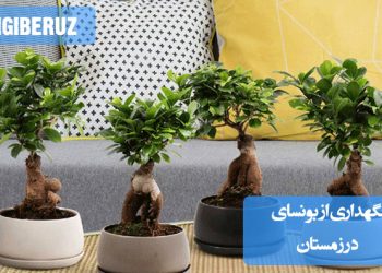 "نکات مهم نگهداری بونسای در زمستان با محافظت در برابر سرما و آبیاری مناسب."