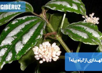 گیاه پیله آ با برگهای ابلق و شرایط نگهداری آسان - نور غیرمستقیم و آبیاری متوسط برای رشد مطلوب