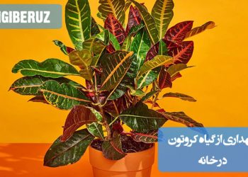 "نکات مهم نگهداری گیاه کروتون در خانه با نور کافی، آبیاری منظم و دمای مناسب."