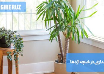 راهنمای کامل نگهداری درختچه اژدها در آپارتمان؛ نور، آبیاری، دما و نکات مراقبت از گیاه مقاوم و تصفیهکننده هوا