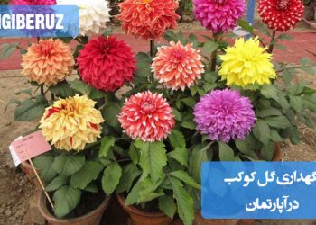 گل کوکب در آپارتمان، با گلبرگهای رنگارنگ و شاداب، در گلدانی شیک کنار پنجرهای نورگیر. 🌿🌸