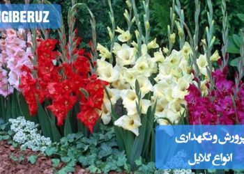 آموزش پرورش و نگهداری انواع گلایل با معرفی گونههای محبوب و نکات کلیدی برای رشد سالم گیاه