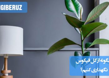 نگهداری گل فیکوس: نور غیرمستقیم، آبیاری پس از خشکی سطح خاک و رطوبت متوسط هوا