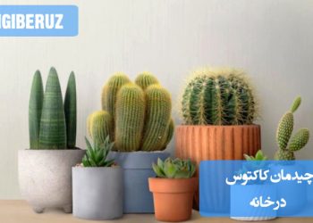 "ایده‌های چیدمان کاکتوس در خانه برای ایجاد دکوراسیونی زیبا و طبیعی در فضاهای کوچک."