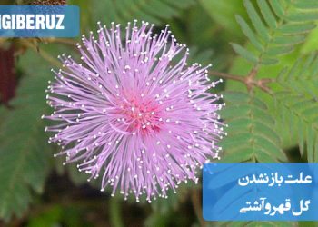 گل قهر و آشتی به لمس حساس است؛ اگر باز نمیشود، علت میتواند نور نامناسب، کمبود آب، دمای نامطلوب یا مواد مغذی باشد.